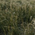 genome study grasses