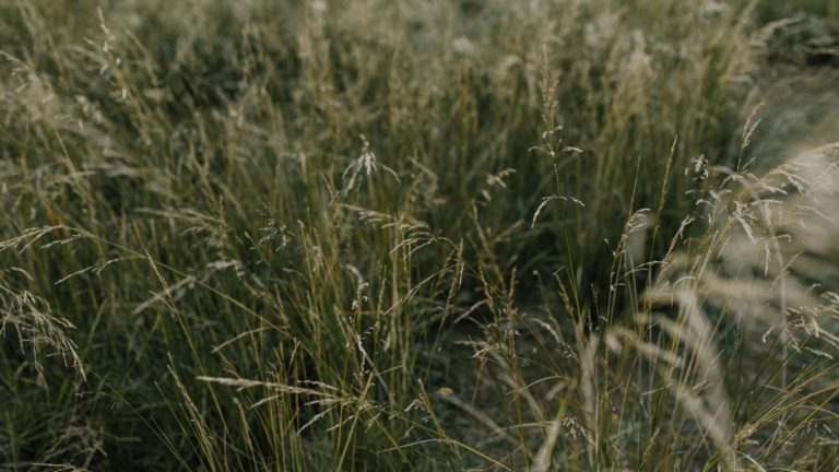 Genome study grasses: What is the proven impact on history?